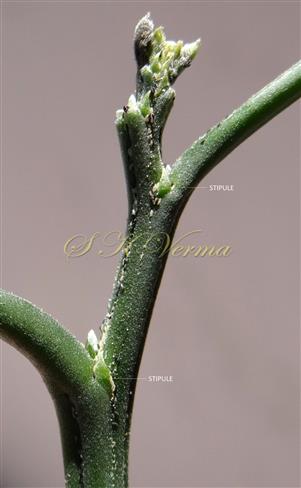  Stipules